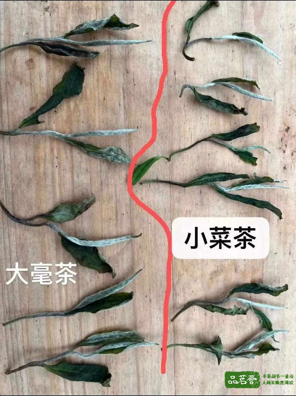 左牡丹，右贡眉