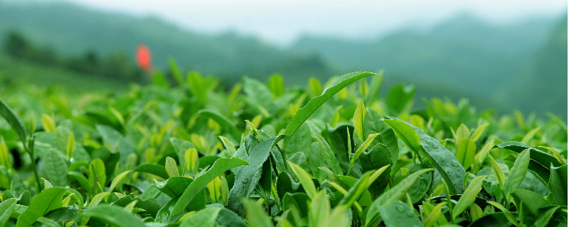 龙井泡茶水温