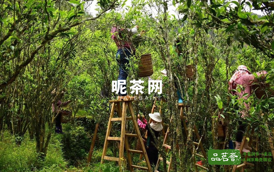 凤凰单丛茶有多少种香型