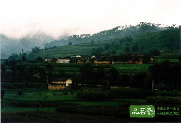 云南勐库茶区及栽培古树茶特色