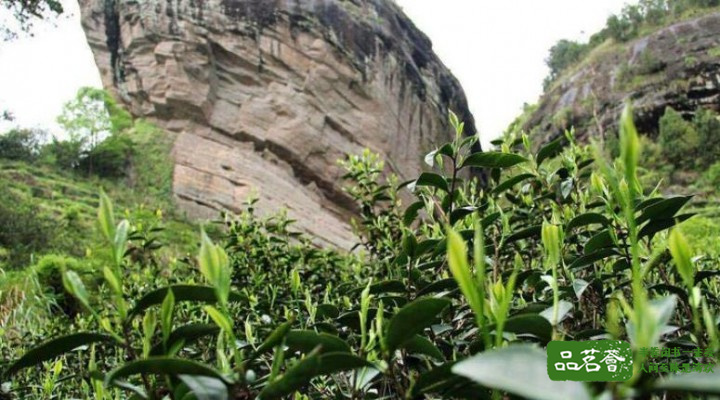武夷岩茶为什么要在谷雨时节采摘