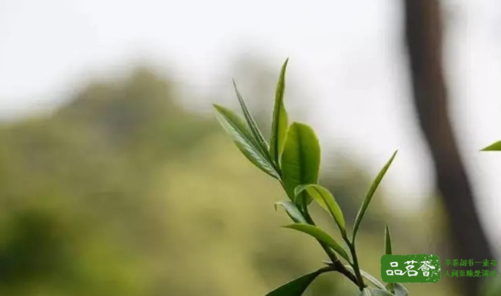 普洱生茶和熟茶有什么区别，看完你就明白了