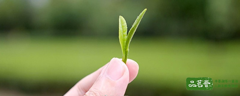 碧螺春雨前茶和明前茶的区别