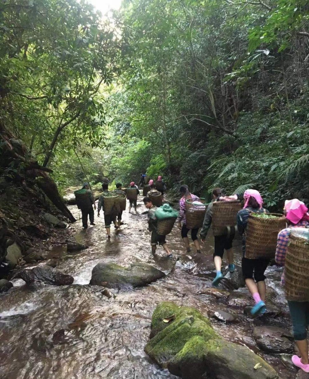 易武铜箐河森林乔木茶品鉴