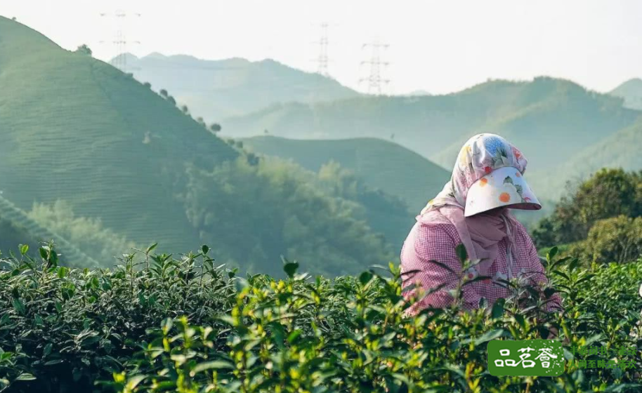 茶科普 | 世界非物质文化遗产 中国传统制茶技艺 绿茶篇③——黄山毛峰、太平猴魁、六安瓜片