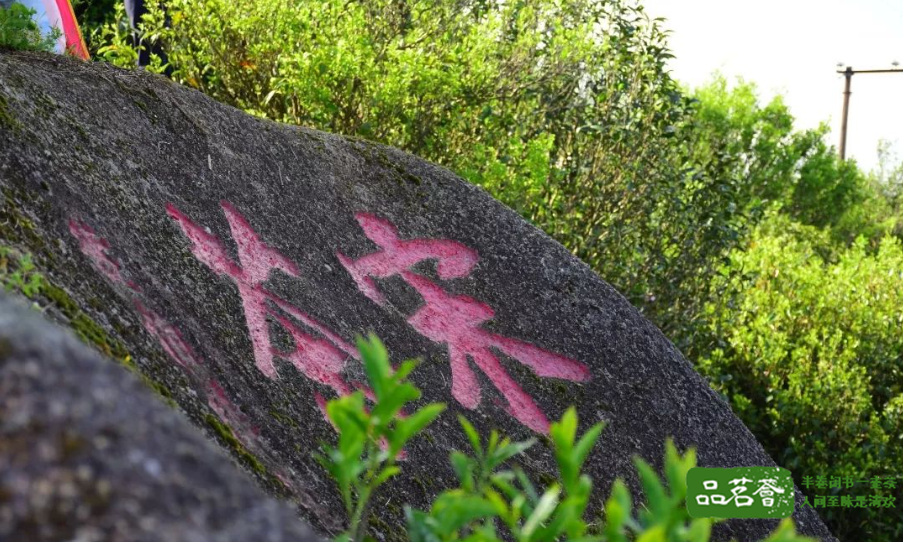 凤凰单丛和岭头单丛的区别