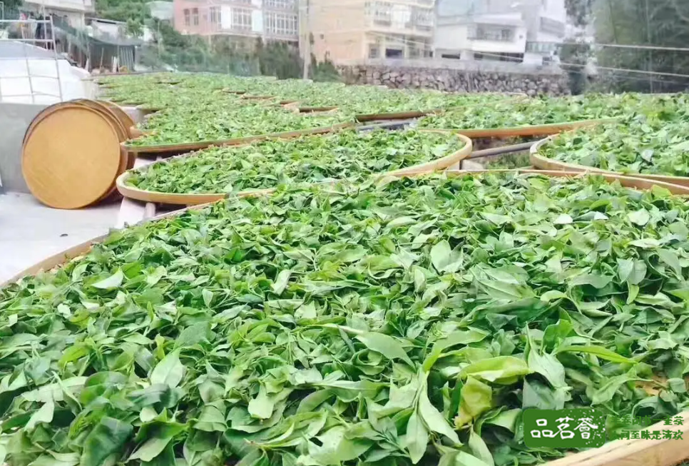 单丛茶具有多种香型，那么这些香型是如何划分的