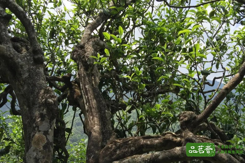 爱山头的你可知道，普洱新六大茶山都有啥特点