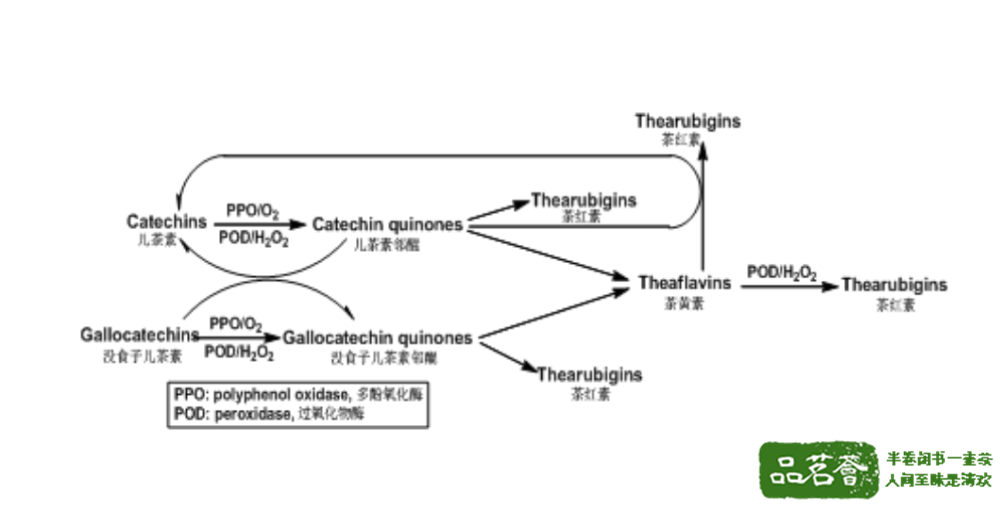 ▲ 茶黄素、茶红素主要形成途径