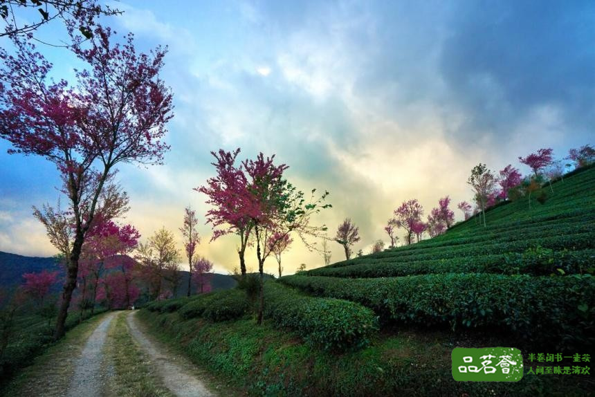 普洱茶区——无量山