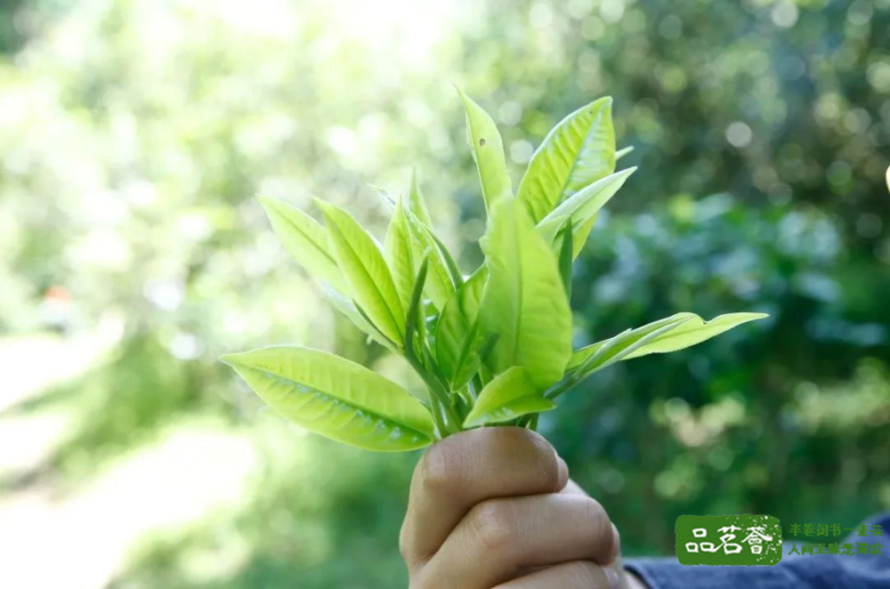 普洱茶为什么会有苦茶、甜茶 两者的表现有哪些