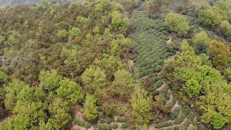 正宗的碧螺春茶叶产地