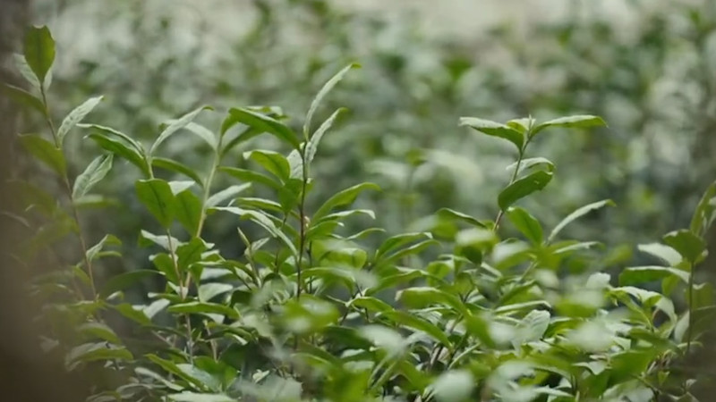 中国十大名茶茶果间作种植方式的茶_中国十大名茶茶果间作种植方