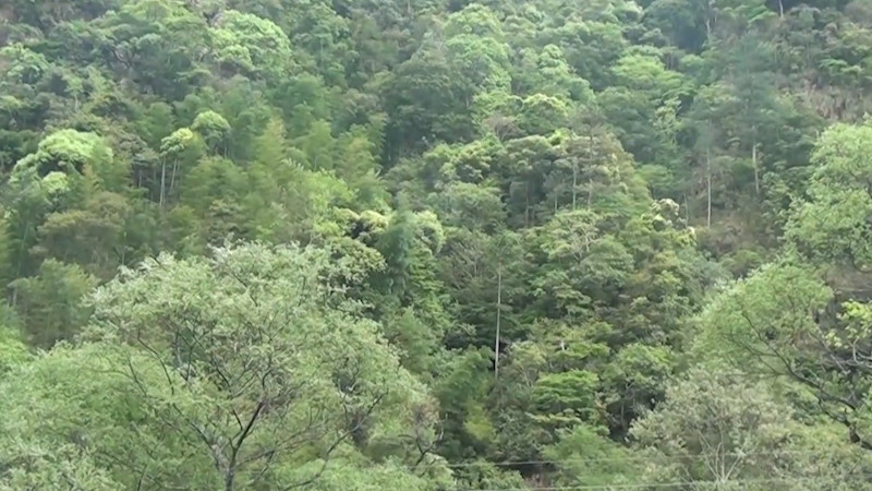 正山小种是什么茶是红茶还是绿茶_正山小种是什么茶是红茶还是