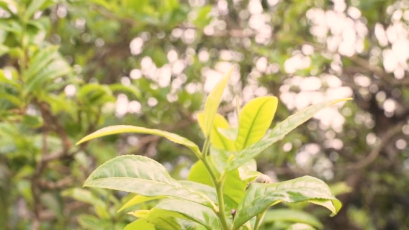 普洱茶冰岛是什么意思_冰岛是什么茶