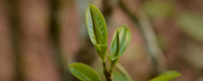 大黑山古树茶口感特点