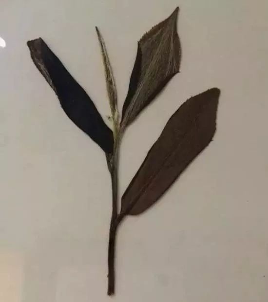 福鼎大毫茶