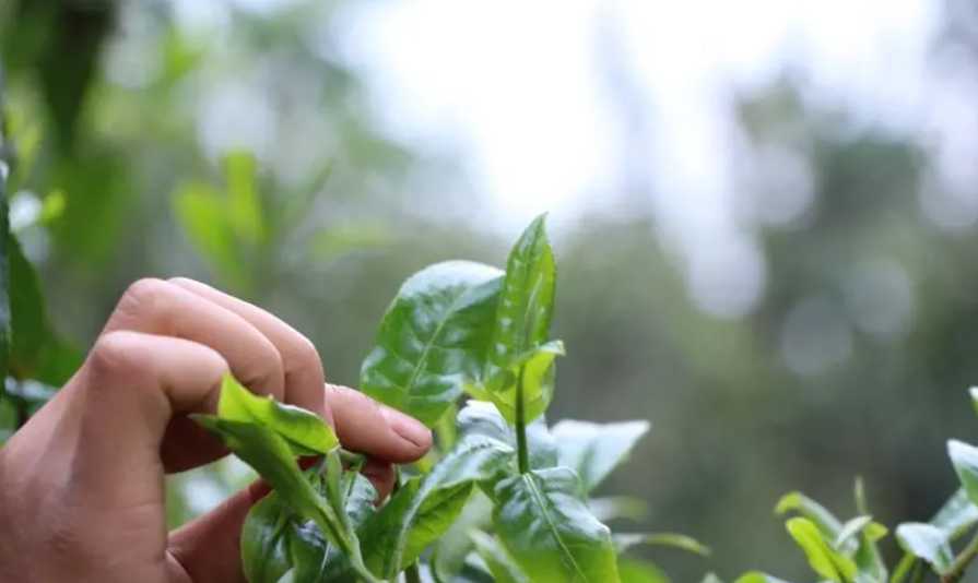 茶叶的香气是怎么形成的