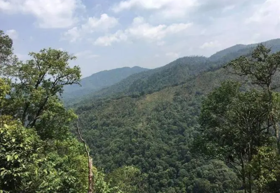 凤凰窝古树茶是哪个山头