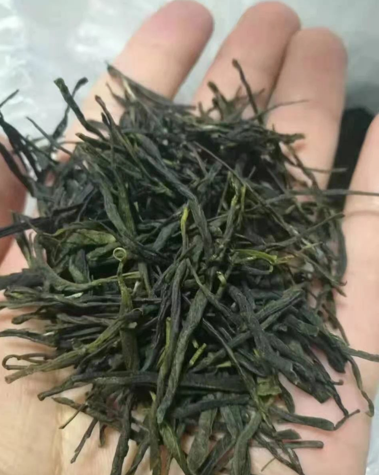 崂山松针茶介绍