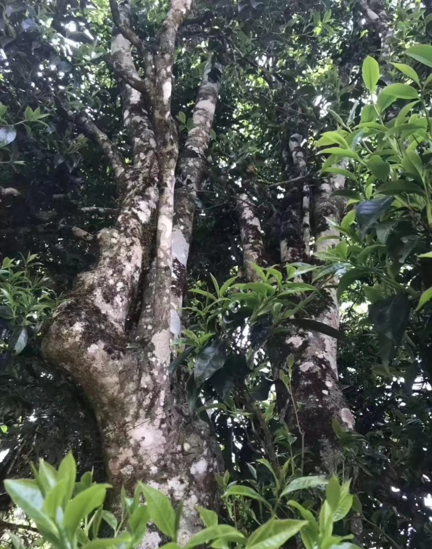 临沧茶区—凤庆平河茶