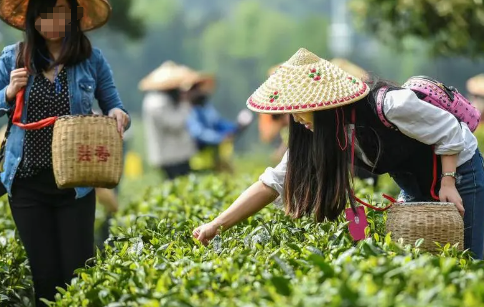 十大不可错过的茶旅胜地，你去过几个