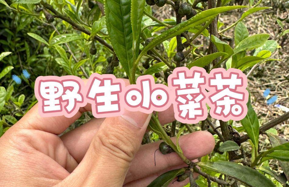 小菜茶是什么意思