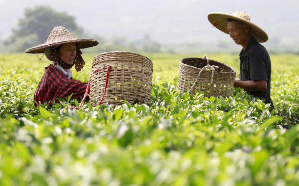 一杯春茶鲜，一文看懂全国春茶采摘时间