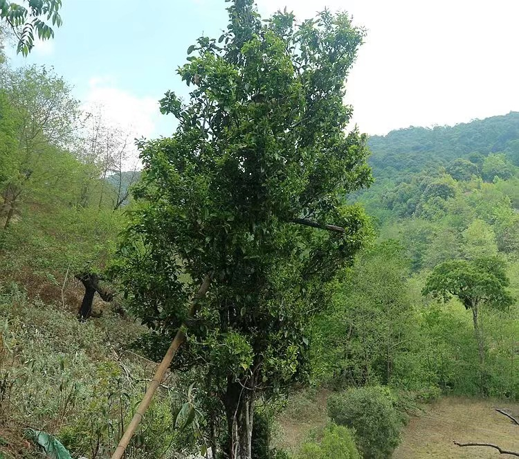 云县茶区——大丙山