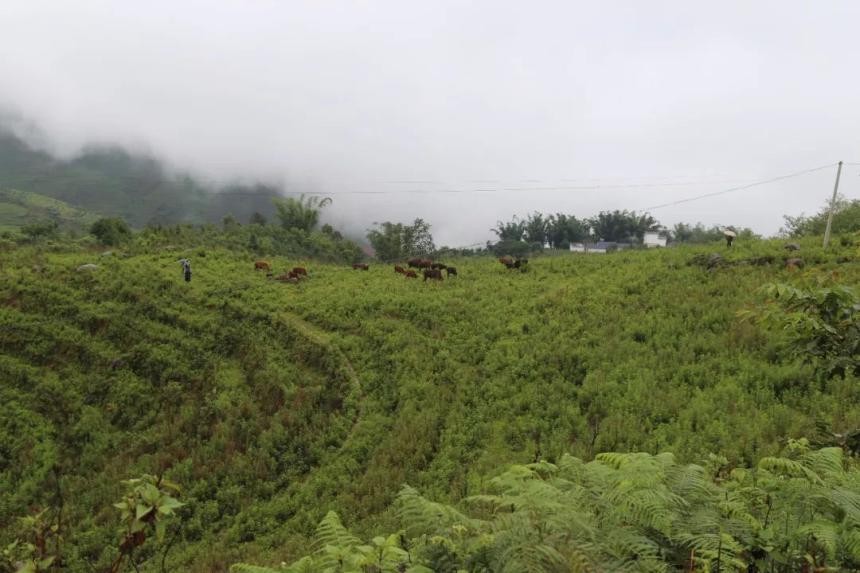 云县茶区——大朝山