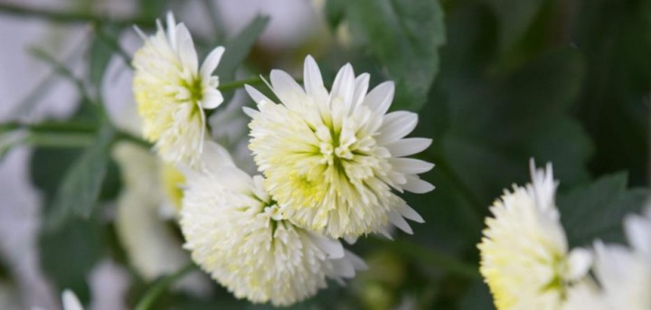 菊花茶能长期喝吗?