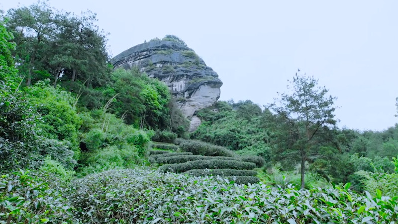 大红袍是岩茶吗