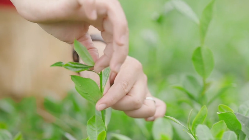 安溪铁观音春茶好还是秋茶好