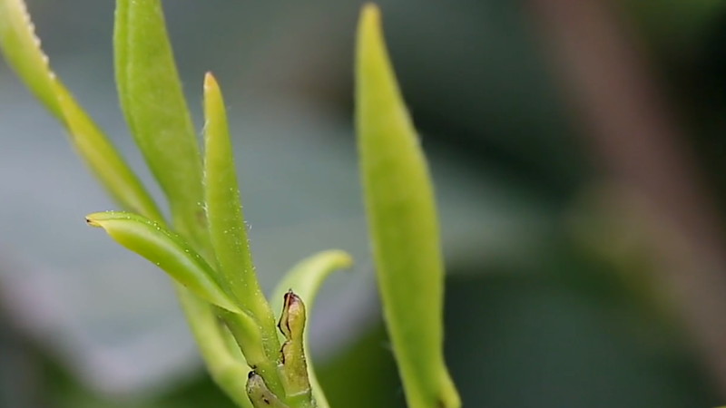 兰妃茶属于什么茶