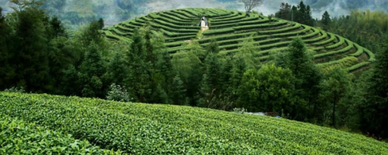 高山茶是红茶还是绿茶_高山茶属于什么茶