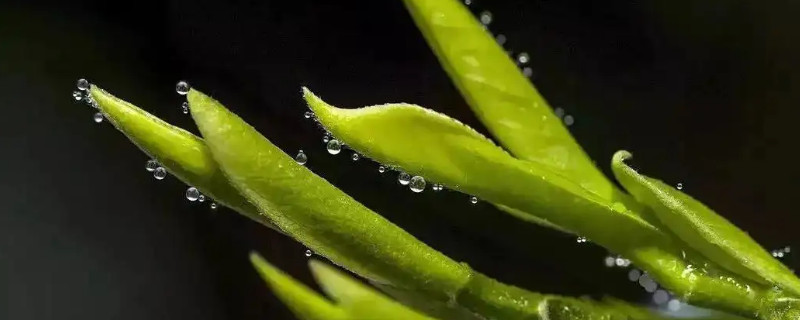 蒙顶石花与竹叶青的区别