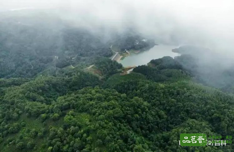 班章茶产地在哪里