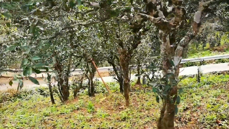 古树茶与台地茶有什么区别_台地茶和古树茶的区别