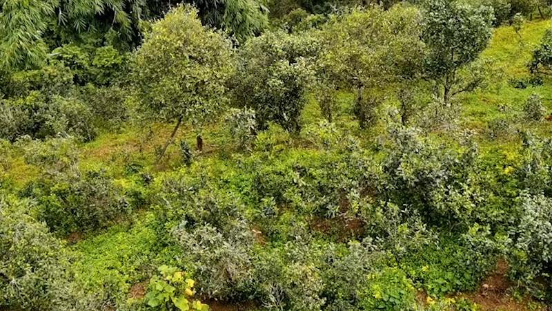 那罕古树茶特点