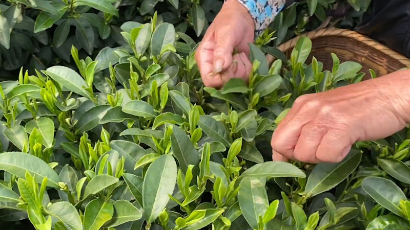 明前茶和雨前茶如何区别？_雨前茶和明前茶区别