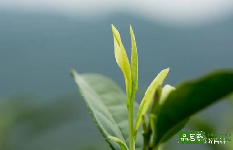 安吉白茶-白叶一号茶树