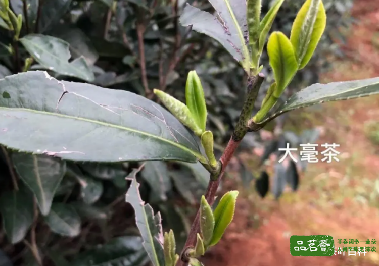 福鼎白茶-福鼎大毫茶茶树