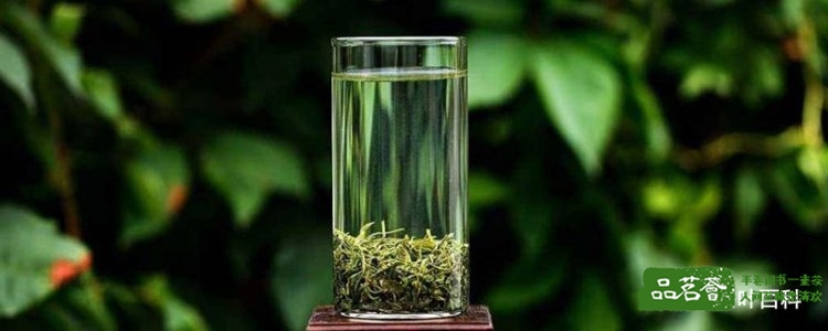 崂山绿茶喝法