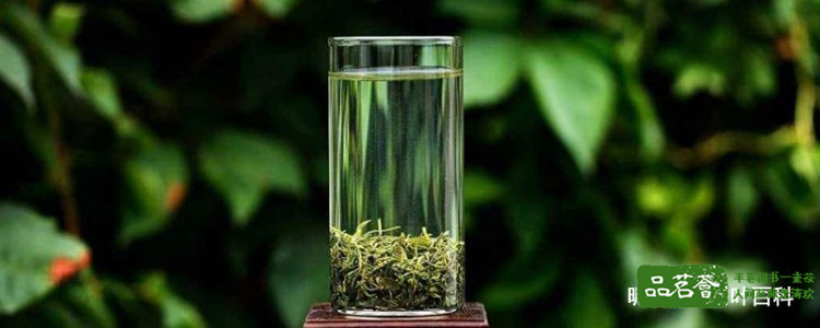 崂山绿茶的泡法