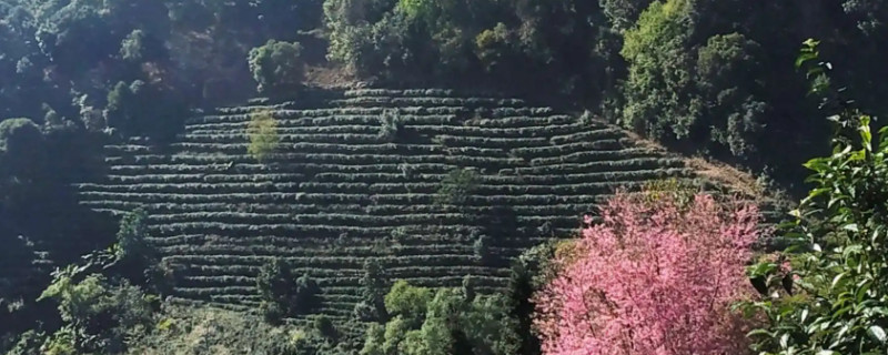 南糯山属于哪个茶区