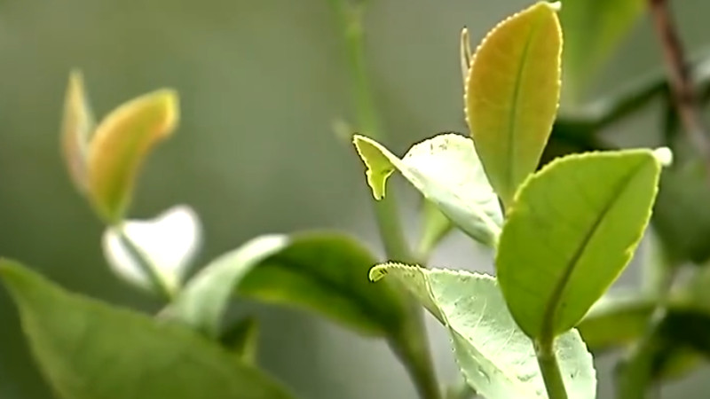 女人喝茶叶的好处和坏处