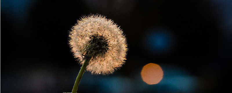 怎样用蒲公英根正确泡水喝