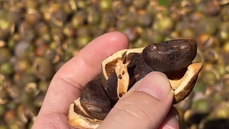 茶油的功效与作用及食用方法